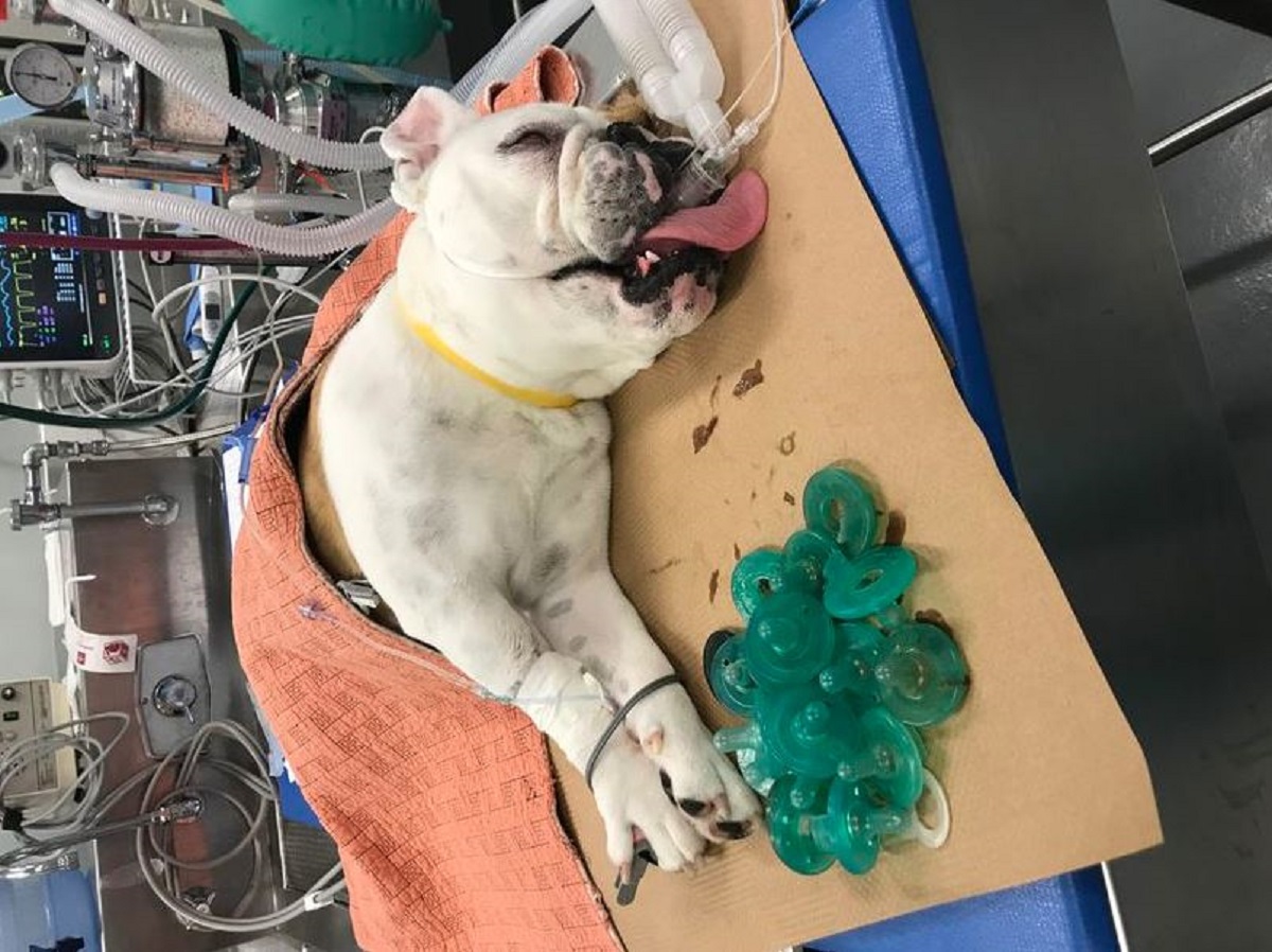 Doctors Find 19 Pacifiers in Dog’s Stomach When Exploring Eating Problems