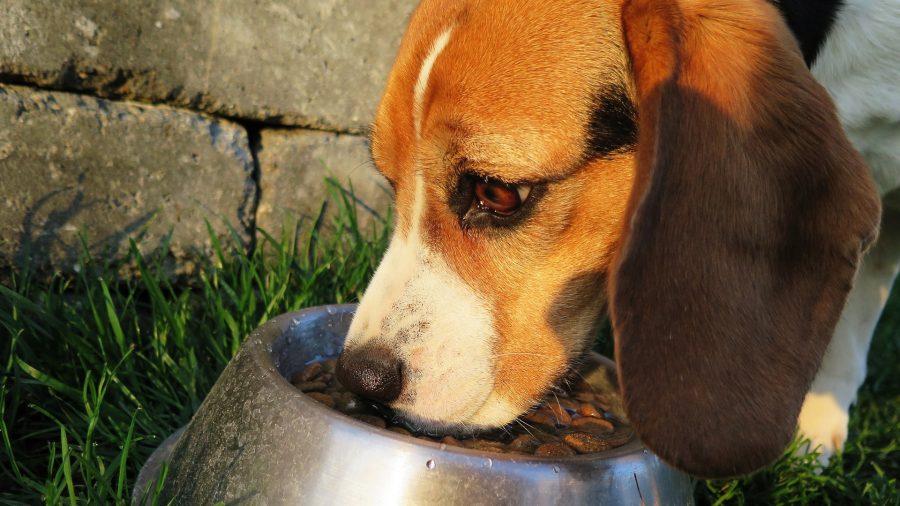 FDA Identifies 16 Dog Food Brands Possibly Linked to Heart Disease in Dogs