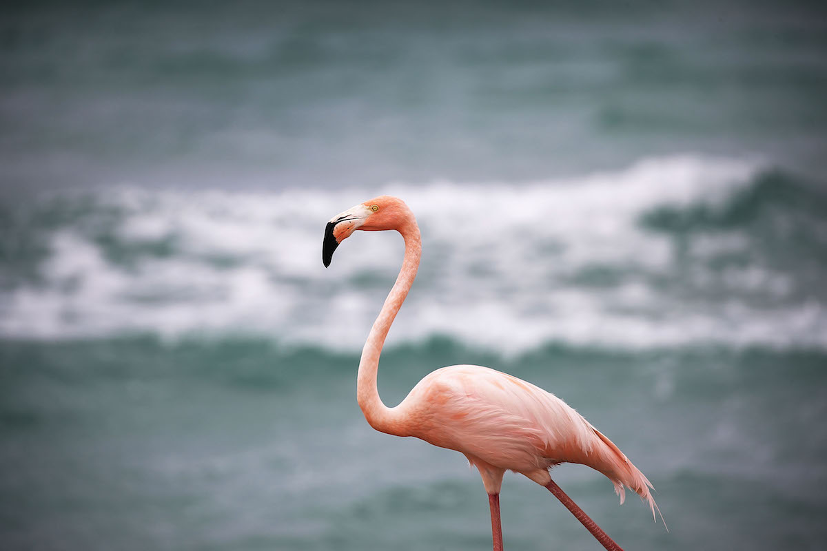 Florida Man Accused in Flamingo’s Death Fatally Struck by Truck