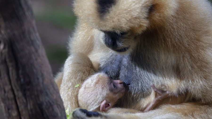 Extremely Rare Gibbon Born at Perth Zoo