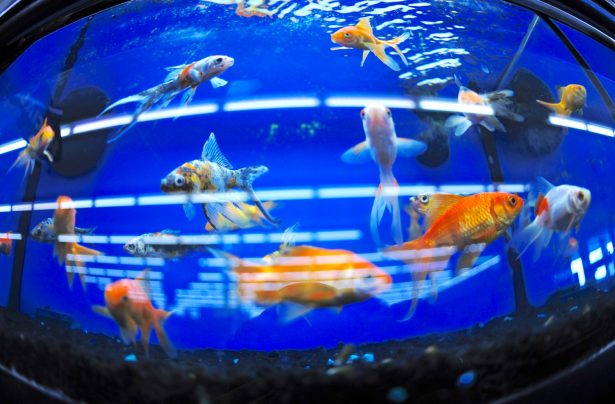 File image of goldfish displayed at a pet store in Beltsville, Maryland, on Oct. 23, 2010. (Jewel Samad/AFP/Getty Images)