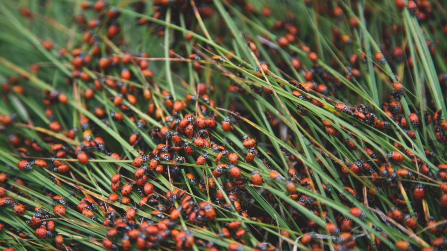 80-Mile-Wide Ladybug Swarm Shows up on National Weather Service