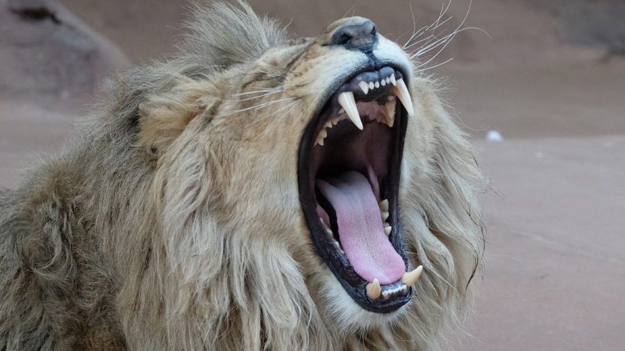 Man Killed by His Own Captive Lions in South Africa