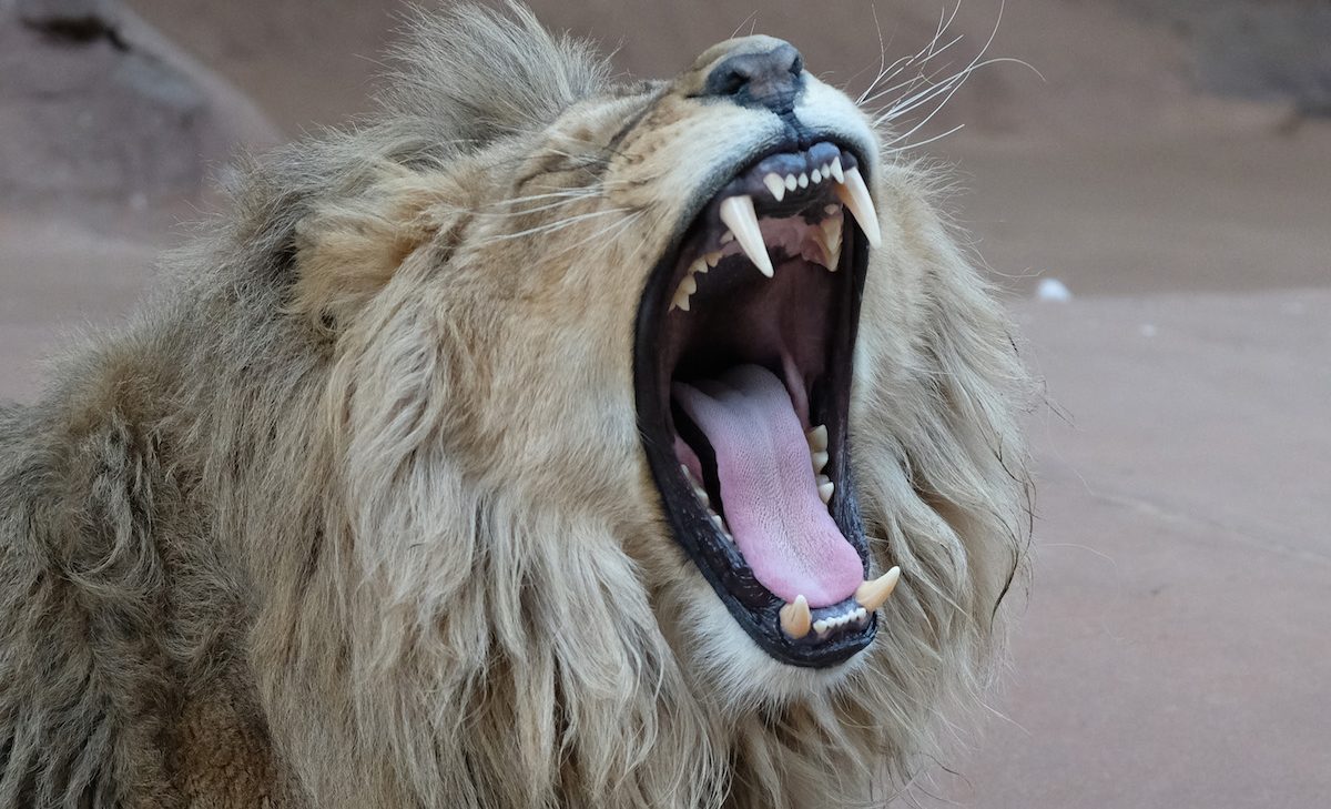 Australian Zookeeper Critically Injured After Being Mauled by Two Lions