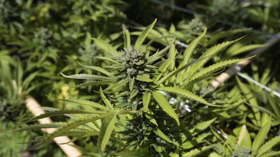 Missouri, Maryland to Legalize Adult-Use Marijuana, While 3 States Vote ‘No’
