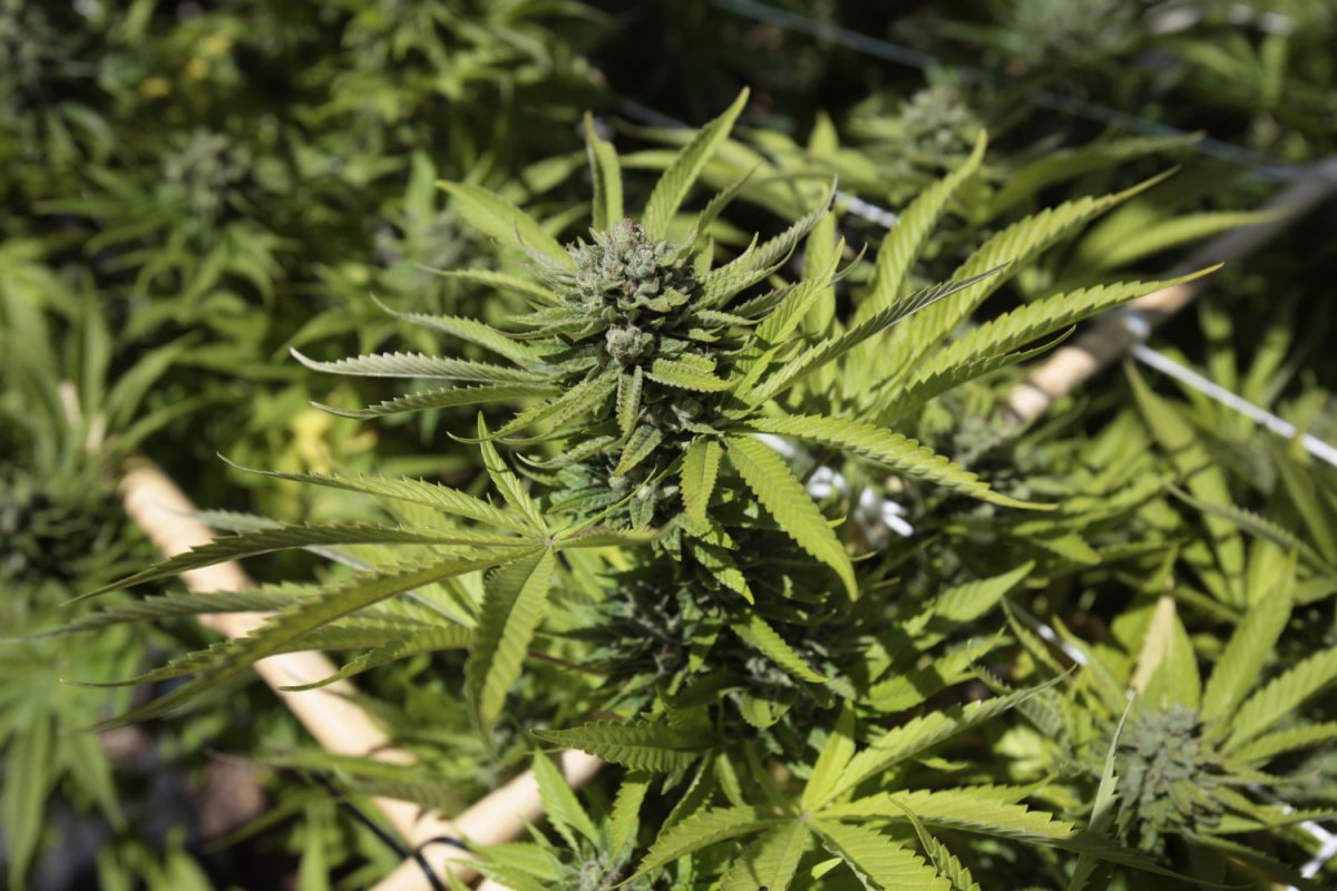 Missouri, Maryland to Legalize Adult-Use Marijuana, While 3 States Vote ‘No’