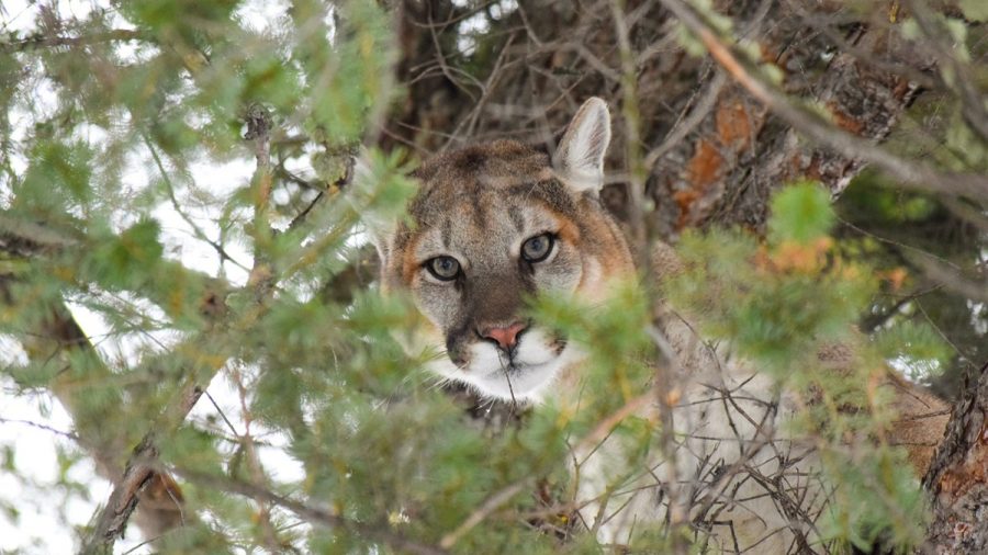 Roaming Mountain Lion Caught in Downtown San Francisco