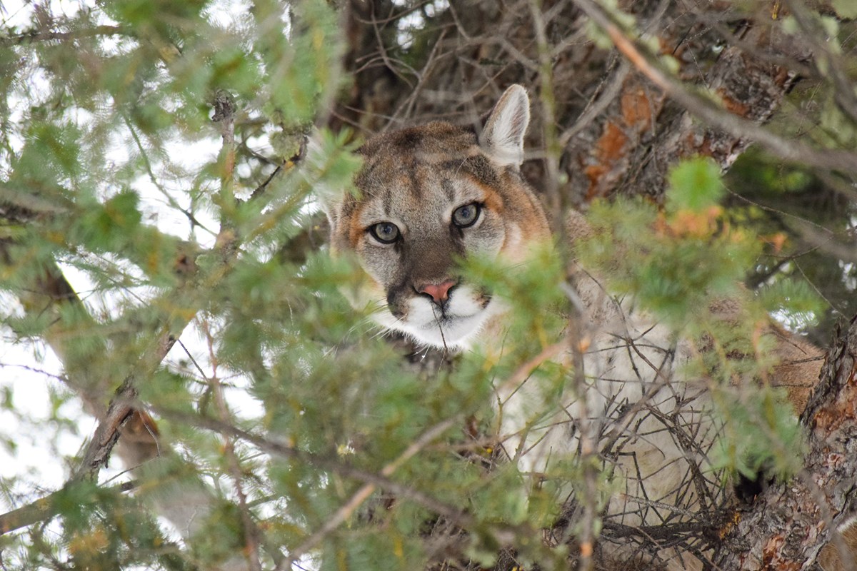 Hunters Who Illegally Killed Mountain Lion in Yellowstone Left Trail of Pictures