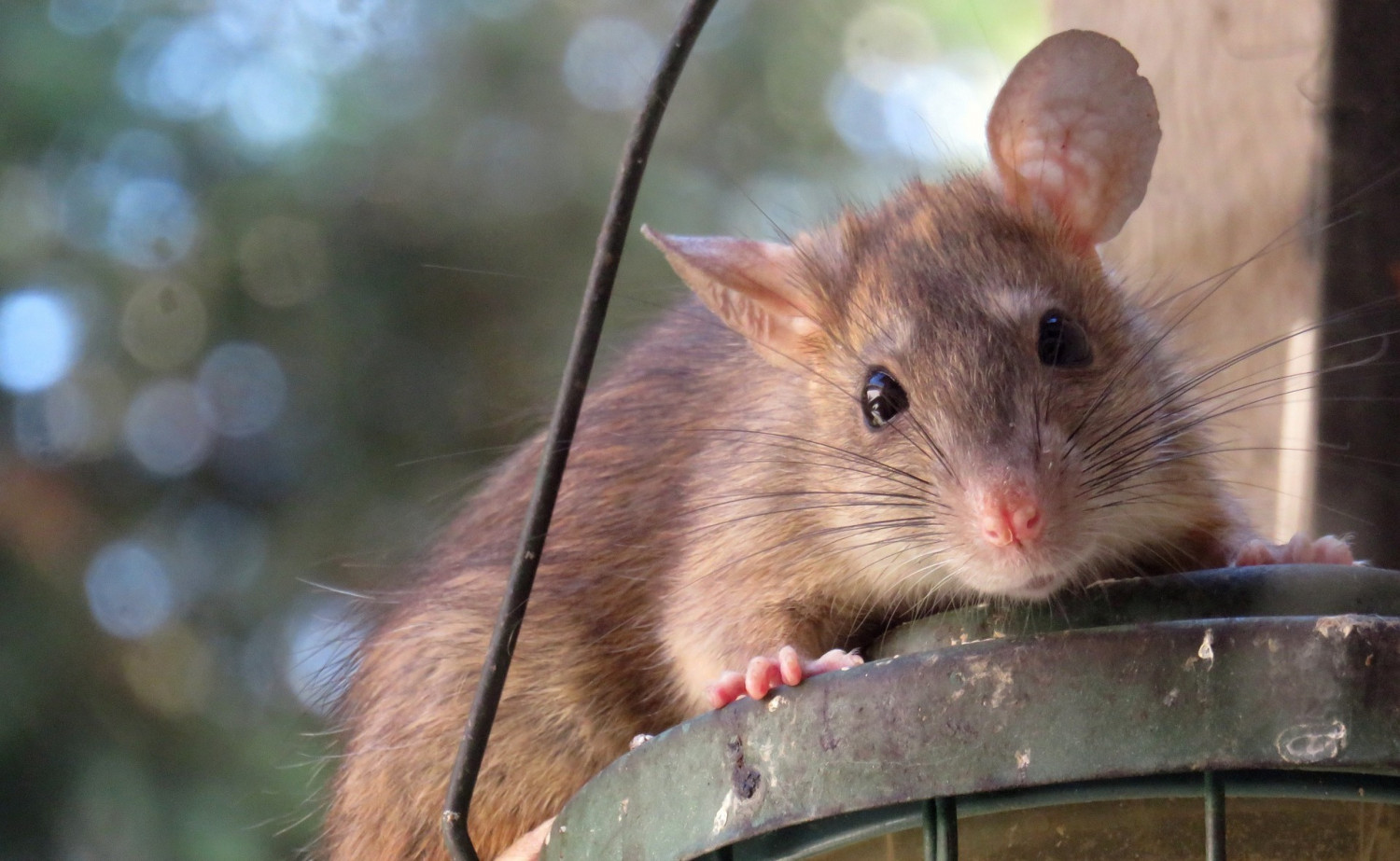 Infestation of Massive ‘Cat-Sized’ Rats in New Zealand Worries Locals