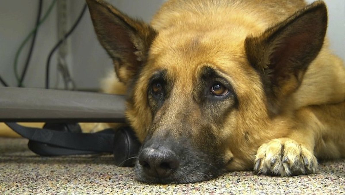 Lexy, a therapy dog at Fort Bragg, North Carolina on Feb. 18, 2014. (Alex Sanz/AP Photo)