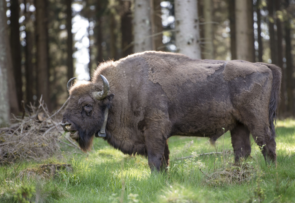 A bull from a herd of eight European bison grazes in the Rothaargebirge mountain range on May 5, 2014 near Bad Berleburg, Germany. (Thomas Lohnes/Getty Images)