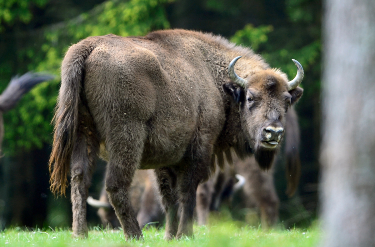 A bull from a herd of eight European bison grazes in the Rothaargebirge mountain range on May 5, 2014 near Bad Berleburg, Germany. (Thomas Lohnes/Getty Images)