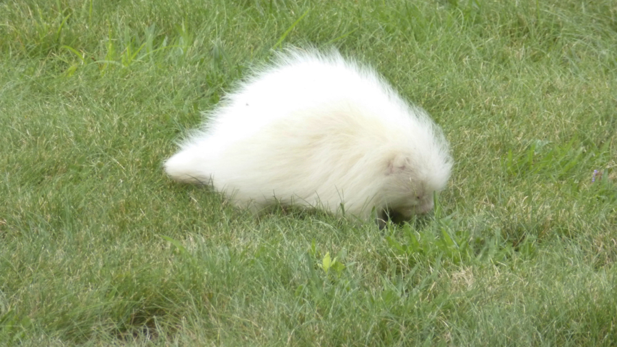 All-White Creature Identified as Rare Albino Porcupine