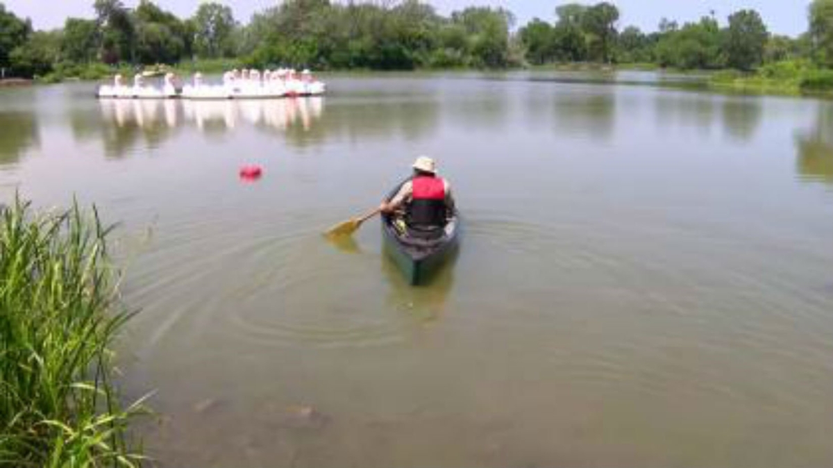 It was a totally normal Tuesday in Chicago's Humboldt Park until someone spotted an alligator lurking in the park's lagoon. (WBBM via CNN)