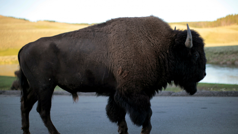 Video: Girl Tossed in Air After Bison Charges Yellowstone Tourists