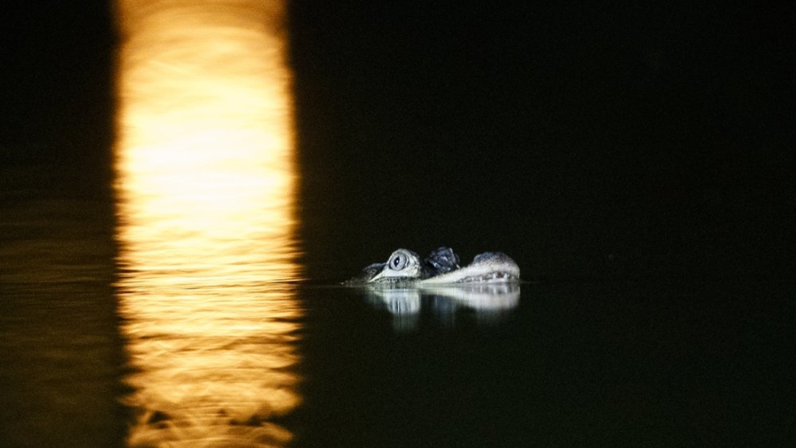 Alligator Found in Chicago Lagoon, Evades Capture for 3rd Day