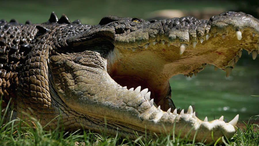 Mystery as Surgical Plate Found in 15-foot Crocodile’s Stomach