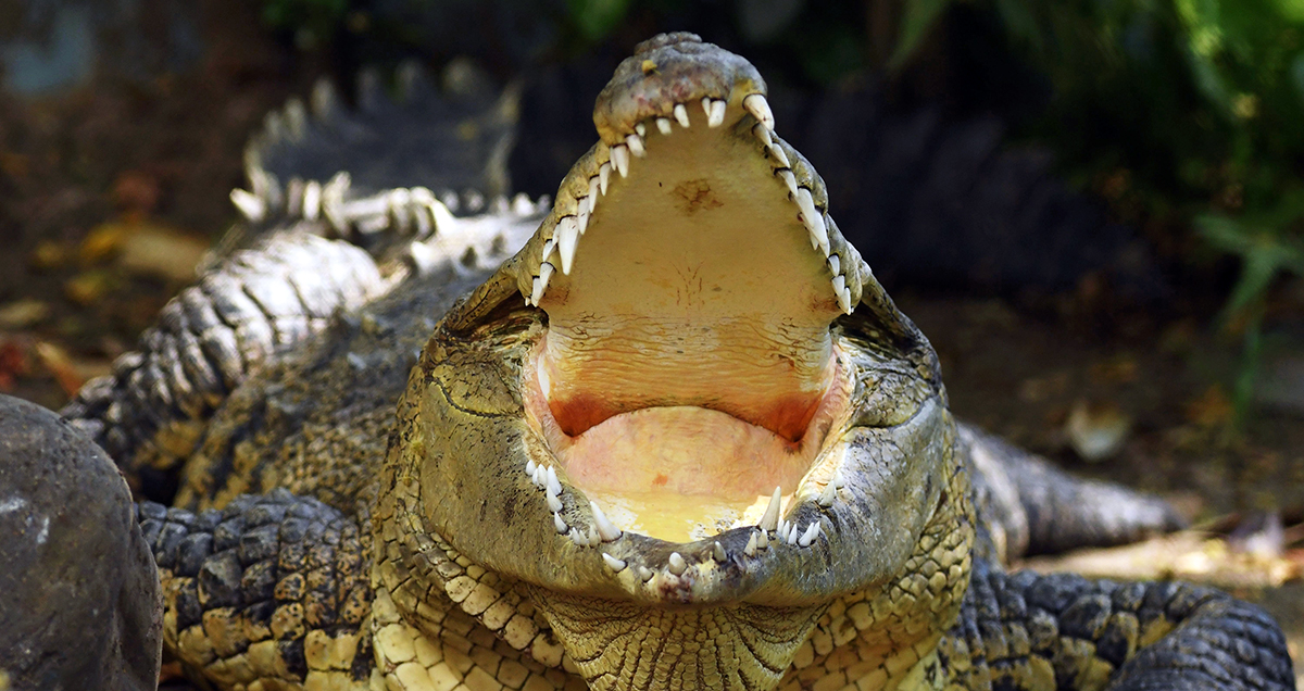 Crocodiles Ate a Missing Toddler Alive Leaving Behind Only the Skull