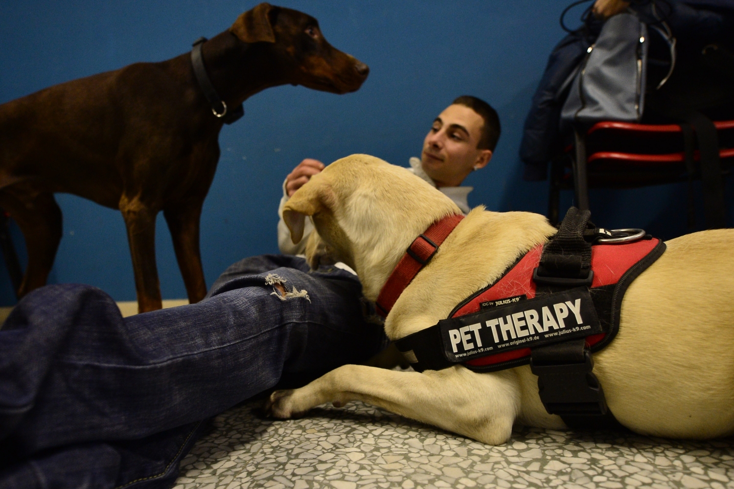 An inmate plays with dogs as part of the "pet therapy project" at the Bollate penitentiary near Milan, on November 26, 2014. (Giuseppe Cacace/AFP/Getty Images)