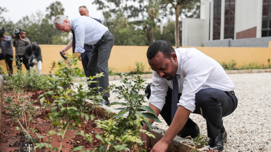 Ethiopia Plants More Than 350 Million Trees in 12 Hours