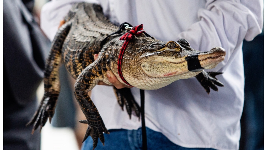 Florida Expert Captures Elusive Alligator at Chicago Lagoon