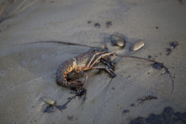 A dead lobster lies on an oil-covered beach after an oil spill near Refugio State Beach in north of Goleta, California, on May 20, 2015. (David McNew/Getty Images)