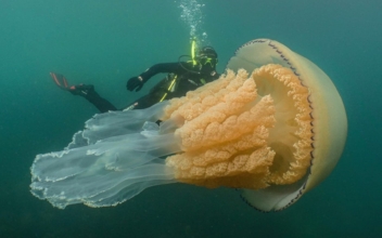 Giant Jellyfish the Size of a Human Spotted by Divers Off English Coast