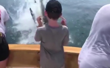A Great White Shark Jumped in Front of a Boat Near Cape Cod, Surprising Those on Board
