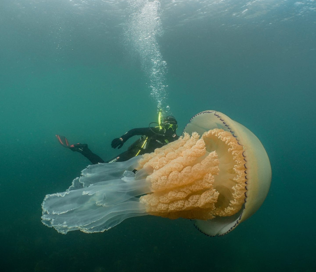 A giant jellyfish the size of a human has stunned a diver off the south-western coast of England. (Dan Abbott/Wild Ocean Week)