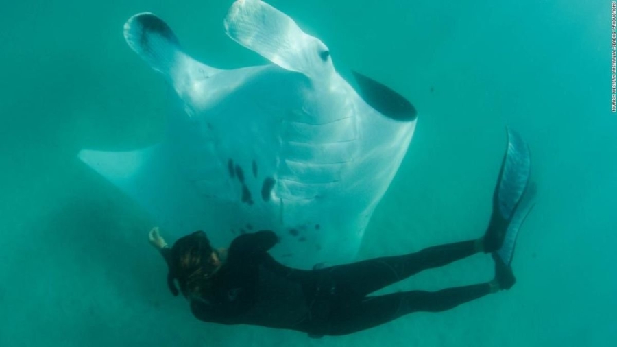 Manta Ray Filmed Seeking Help From Divers in Remarkable Underwater Encounter