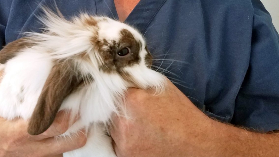 Pet Rabbit Found Swimming in a River With Rope Around its Neck