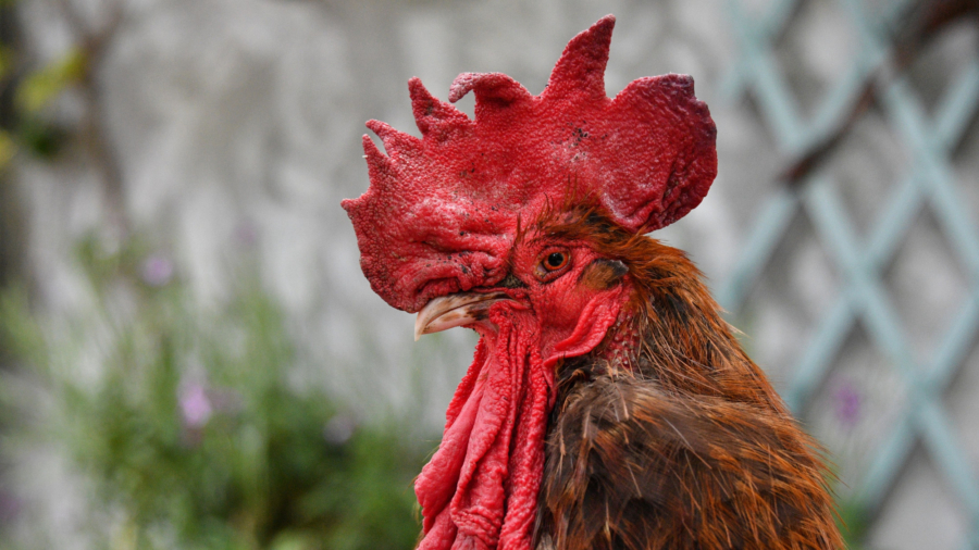 Maurice the Rooster in the Dock in Divisive French Trial