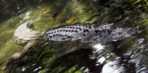 A 35 year-old female Saltwater Crocodile, Australia's most dangerous predator, swims in the water at Taronga Zooin Sydney Australia, on Aug 9, 2005. (Ian Waldie/Getty Images)