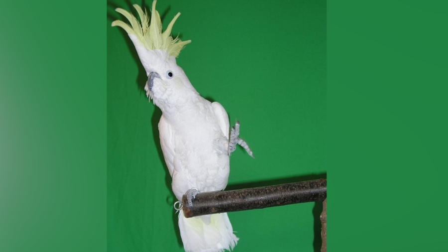 A Dancing Cockatoo Named Snowball Learned 14 Moves All by His Little Bird Self, Researchers Say