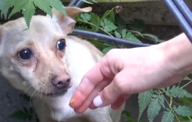 Homeless chihuahua saved by rescuers