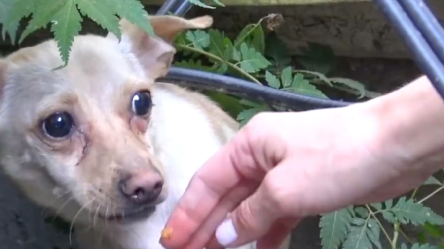Homeless chihuahua saved by rescuers