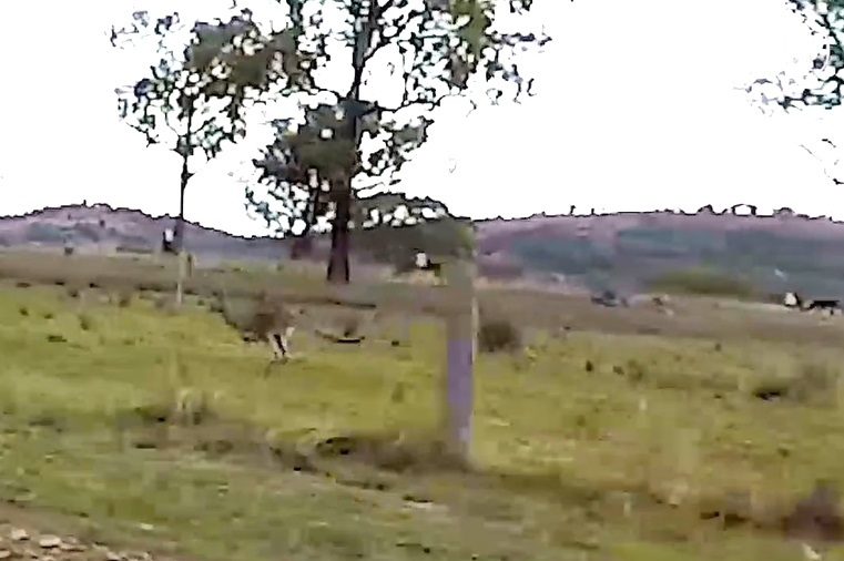 He witnessed the baby roo fall out of its mother’s pouch…