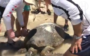 These kind-hearted people work together to return this stranded sea turtle to its home!