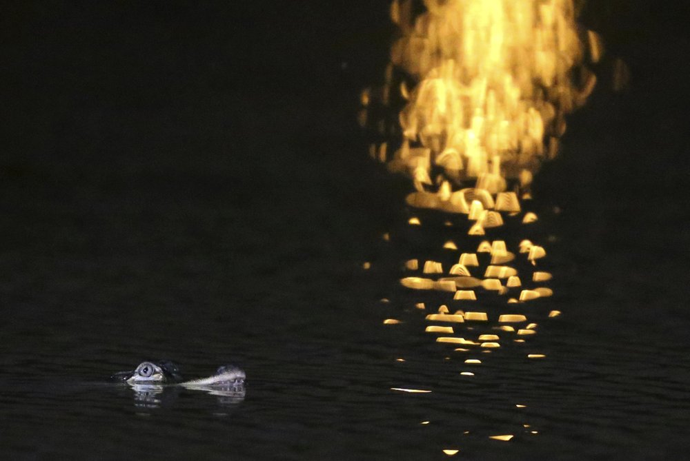 An alligator floats in the Humboldt Park Lagoon, in Chicago on July 9, 2019. (Chris Sweda/Chicago Tribune via AP)