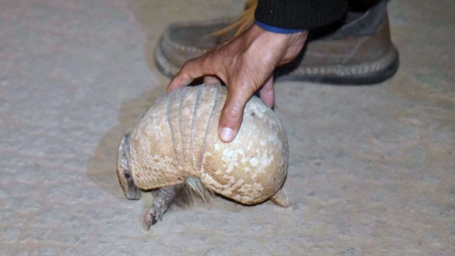 Former Armadillo Hunter Says He Contracted Leprosy