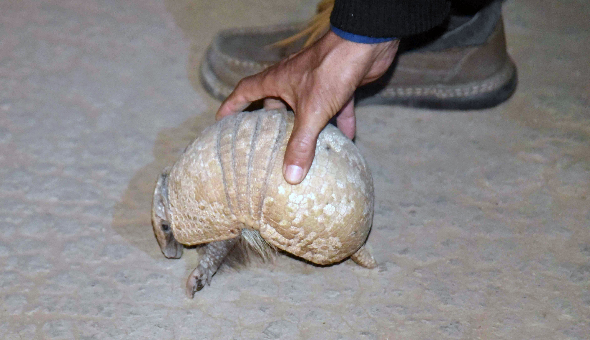 Former Armadillo Hunter Says He Contracted Leprosy