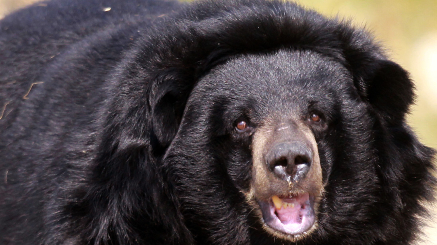 Bear Attacks, Bites Wildlife Resort Employee in Pennsylvania