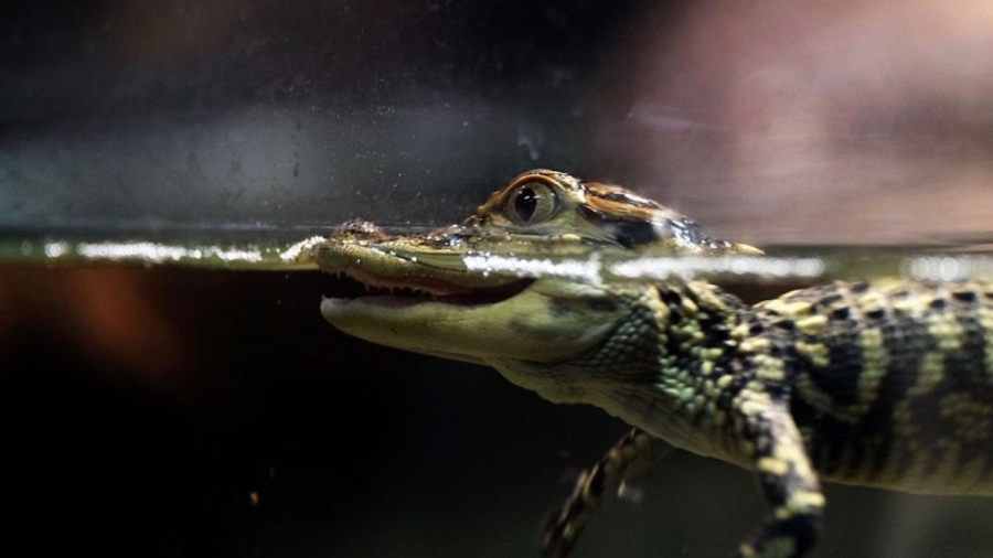 Baby Alligator Found at Pittsburgh Grocery Store Parking Lot