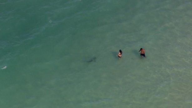 Some beachgoers frolicking in the Florida surf were shocked to find out