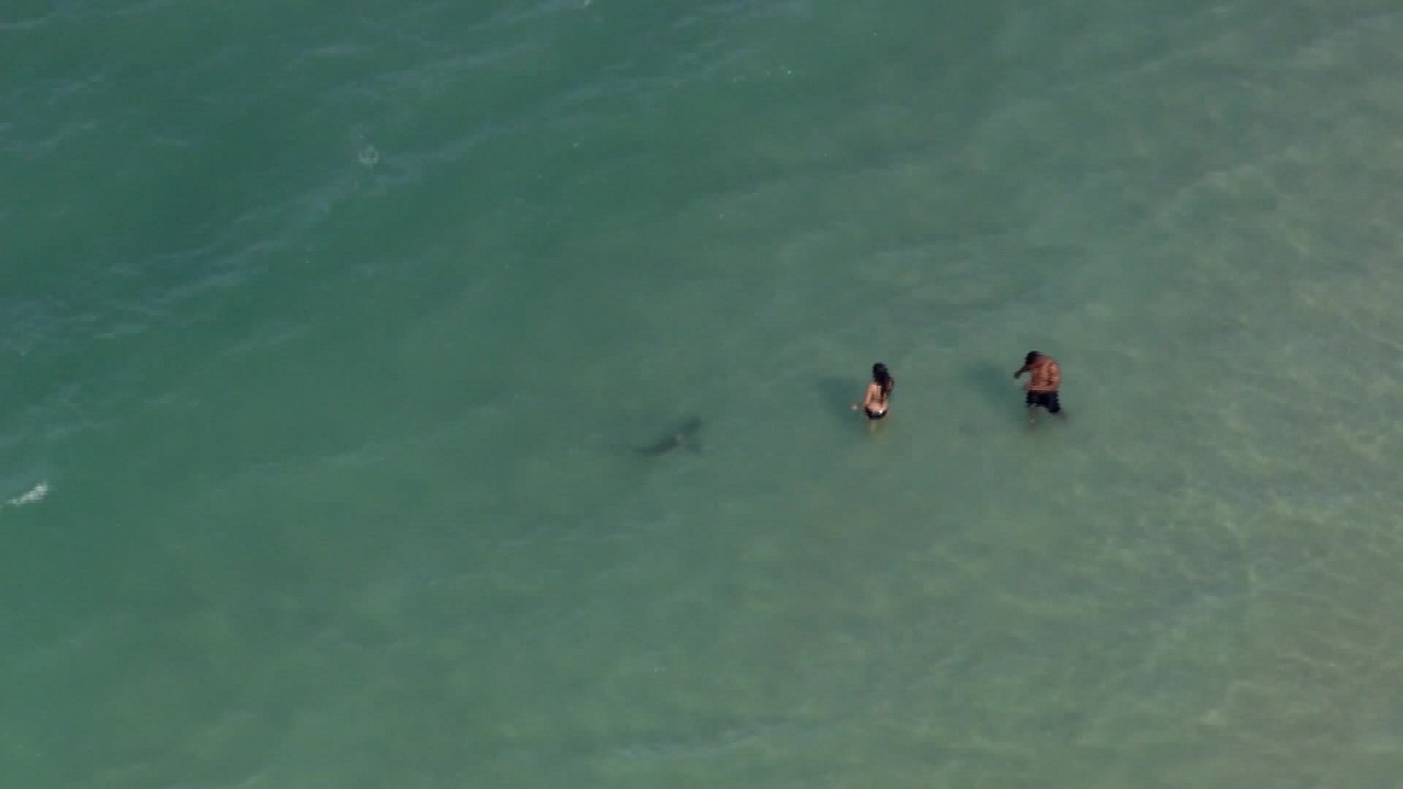 Helicopter Spots Sharks Just a Few Feet Away From Swimmers at Daytona Beach