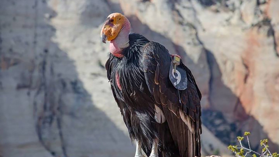 The 1,000th California Condor Has Hatched in a Victory for the Species That Nearly Went Extinct