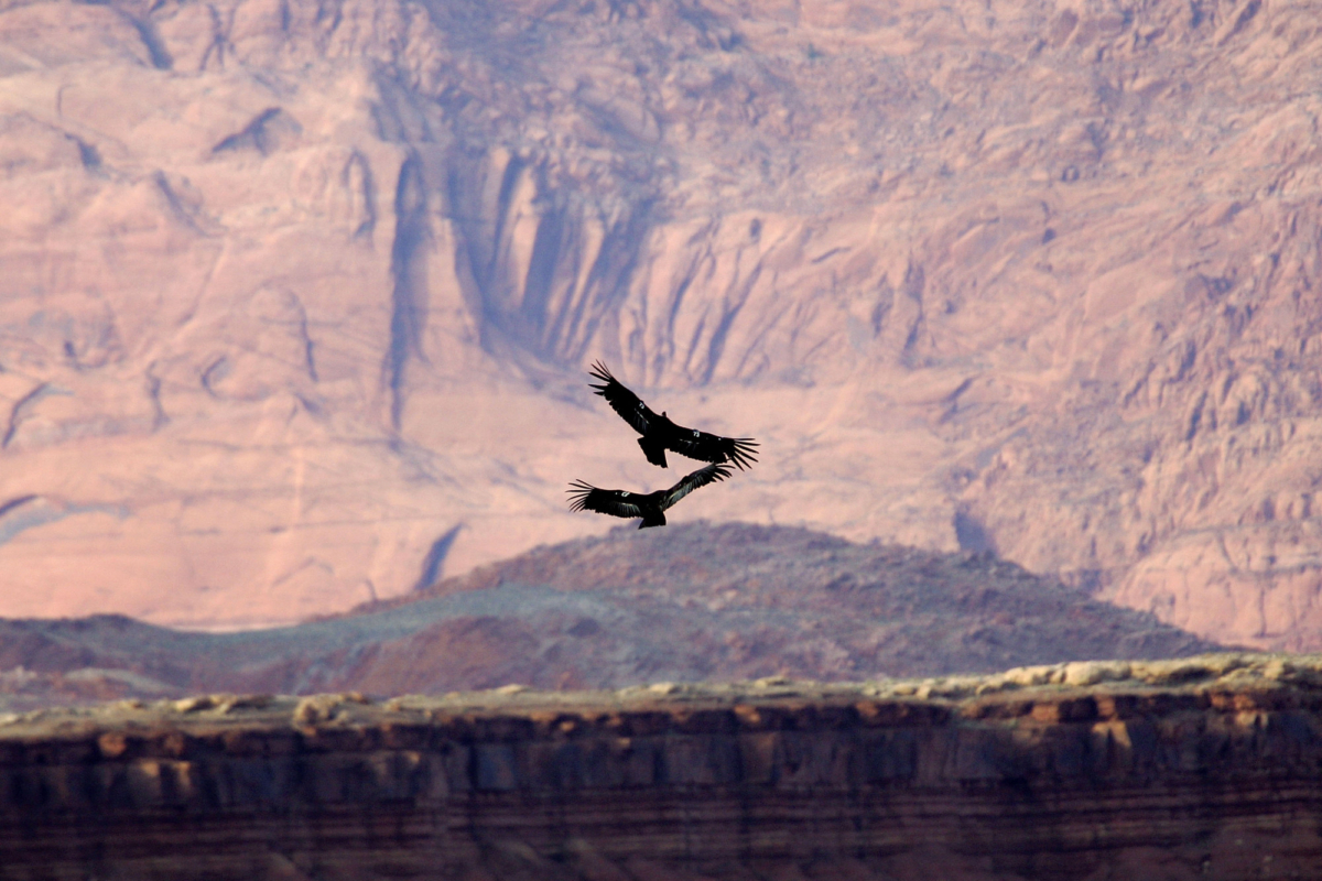 Rare and endangered California condors fly near the Vermillion Cliffs and Marble Gorge, east of Grand Canyon National Park, on March 22, 2007 west of Page, Arizona. (David McNew/Getty Images)