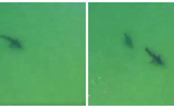 Drone Video Footage Shows Great White Sharks ‘Interacting’ Off Coast