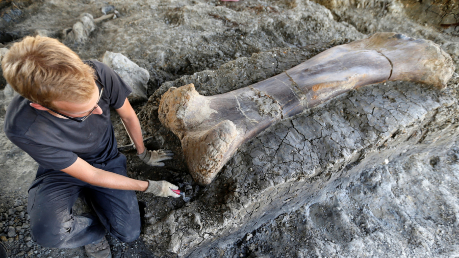 Giant Dinosaur Bone Found in Southwestern France