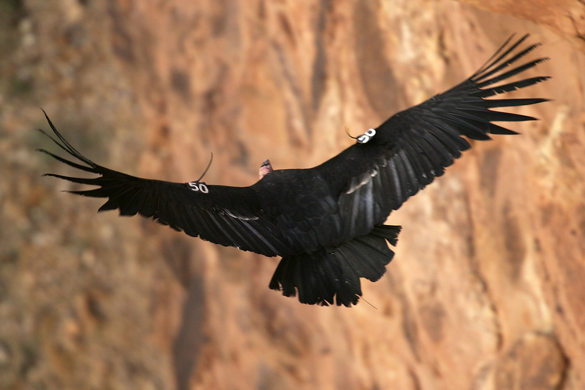 A rare and endangered California condor flies through Marble Gorge, east of Grand Canyon National Park March 22, 2007 west of Page, Arizona.(David McNew/Getty Images)